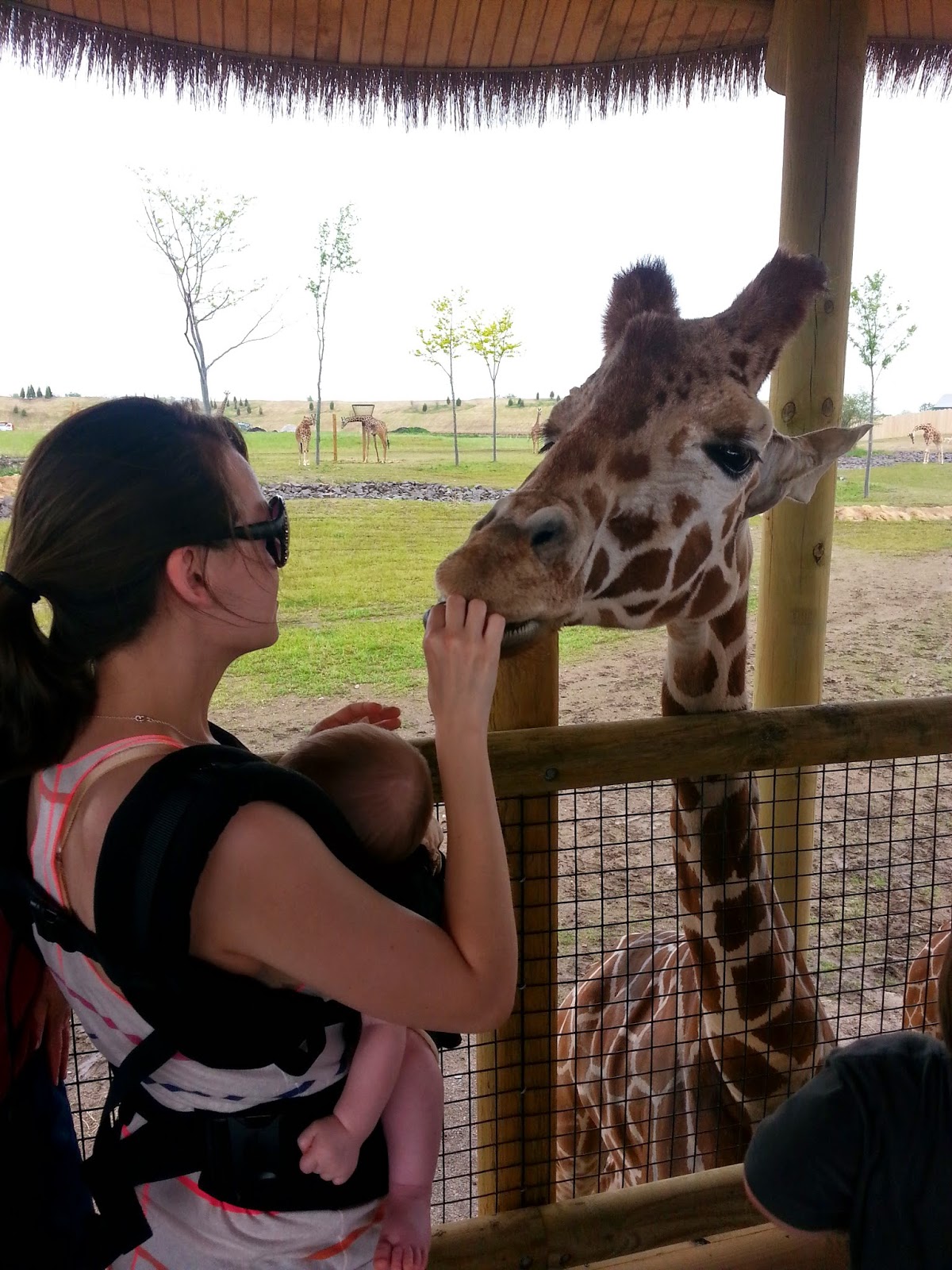 columbus zoo giraffe columbus zoo giraffe