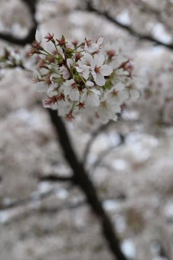20140520-Bkd-22iCYAAnZaZ.jpg