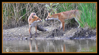 Vulpes vulpes - 1000-pattes.blogspot.com/