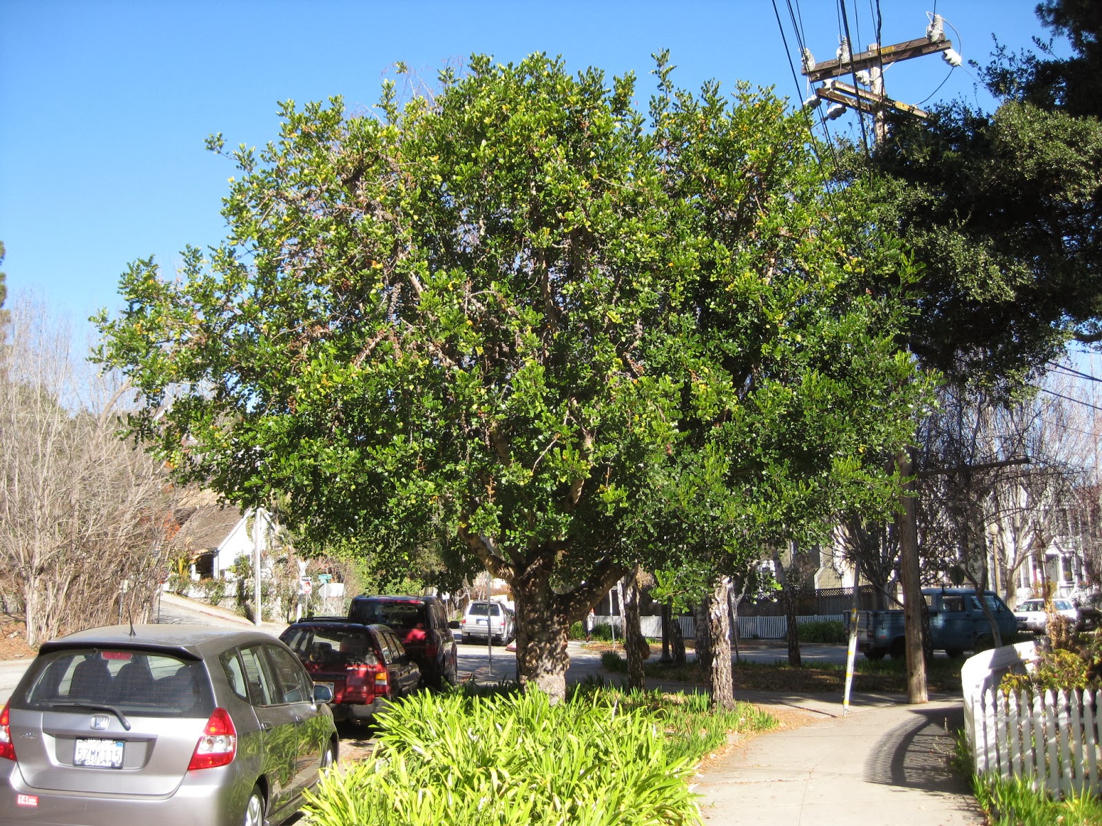 Trees of Santa Cruz County Ceratonia siliqua Carob Tree