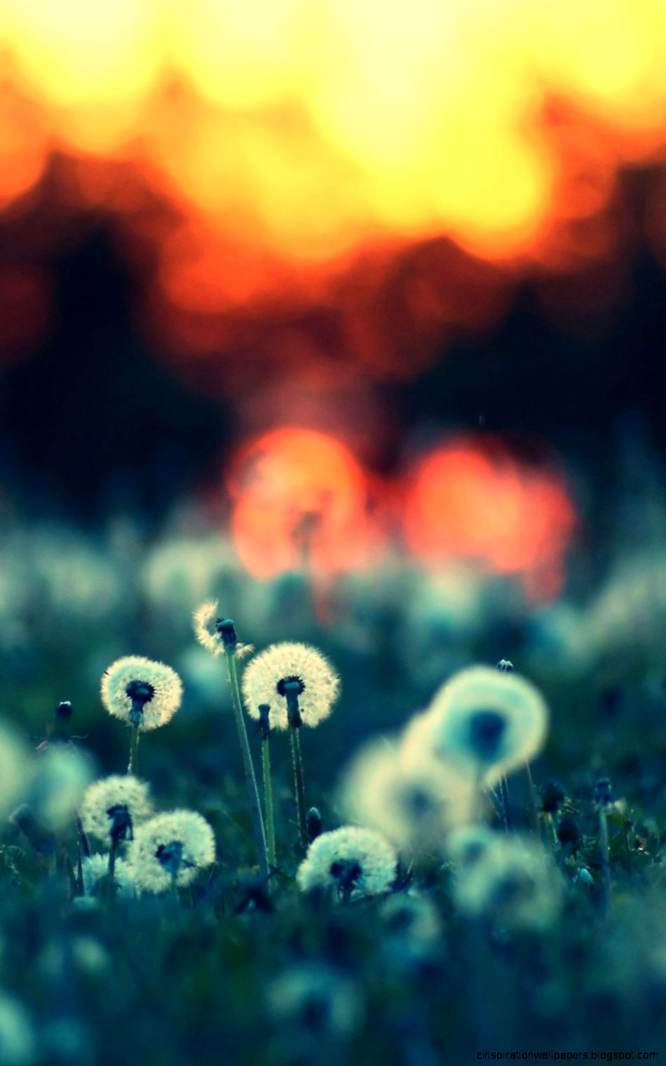 Dandelions In The Sunset Bokeh Android Wallpaper free download Dandelions In The Sunset Bokeh Android Wallpaper free download