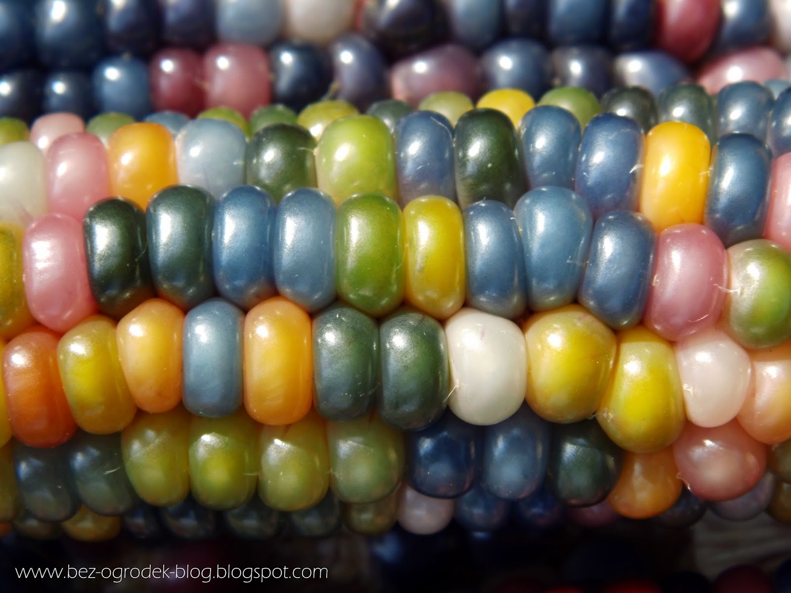 Kolorowa kukurydza 'Glass Gem' | BEZ OGRÓDEK | blog ogrodniczy
