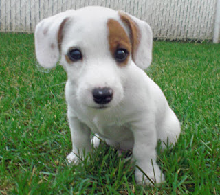 Jack Russell Puppy Images