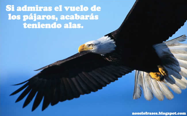 No Solo Frases: Si admiras el vuelo de los pájaros, acabarás ...