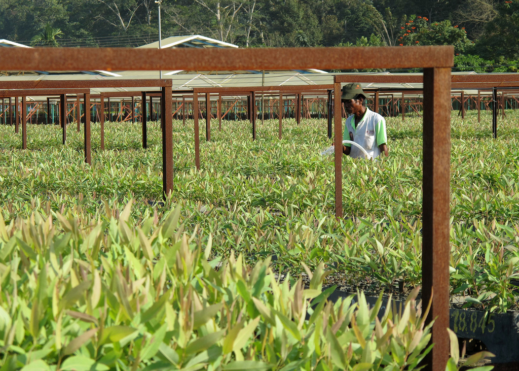 Nursery Plants Eucalyptus Plants Eucalyptus Tree Nursery How to