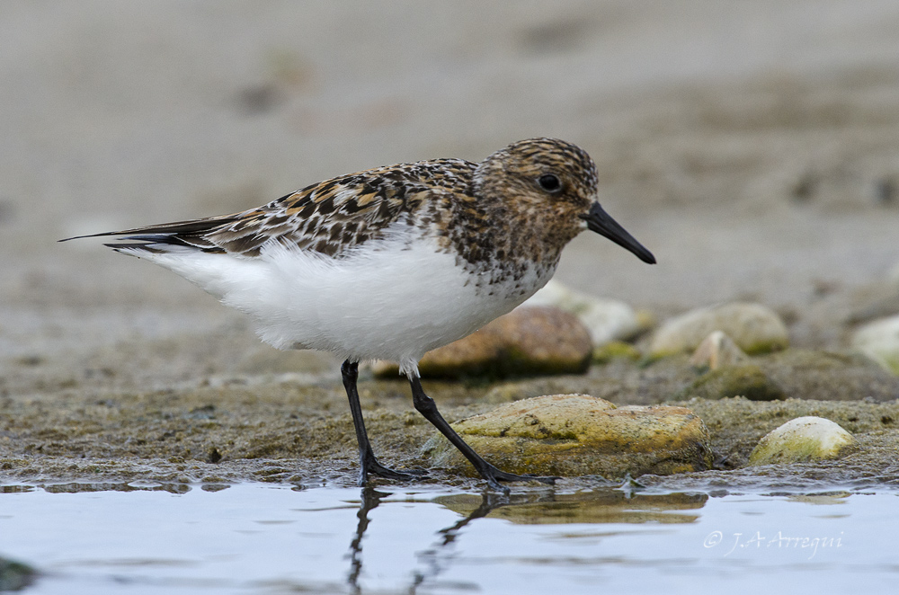 Correlimos tridactilo, Calidris alba, Sanderling Correlimos tridactilo, Calidris alba, Sanderling