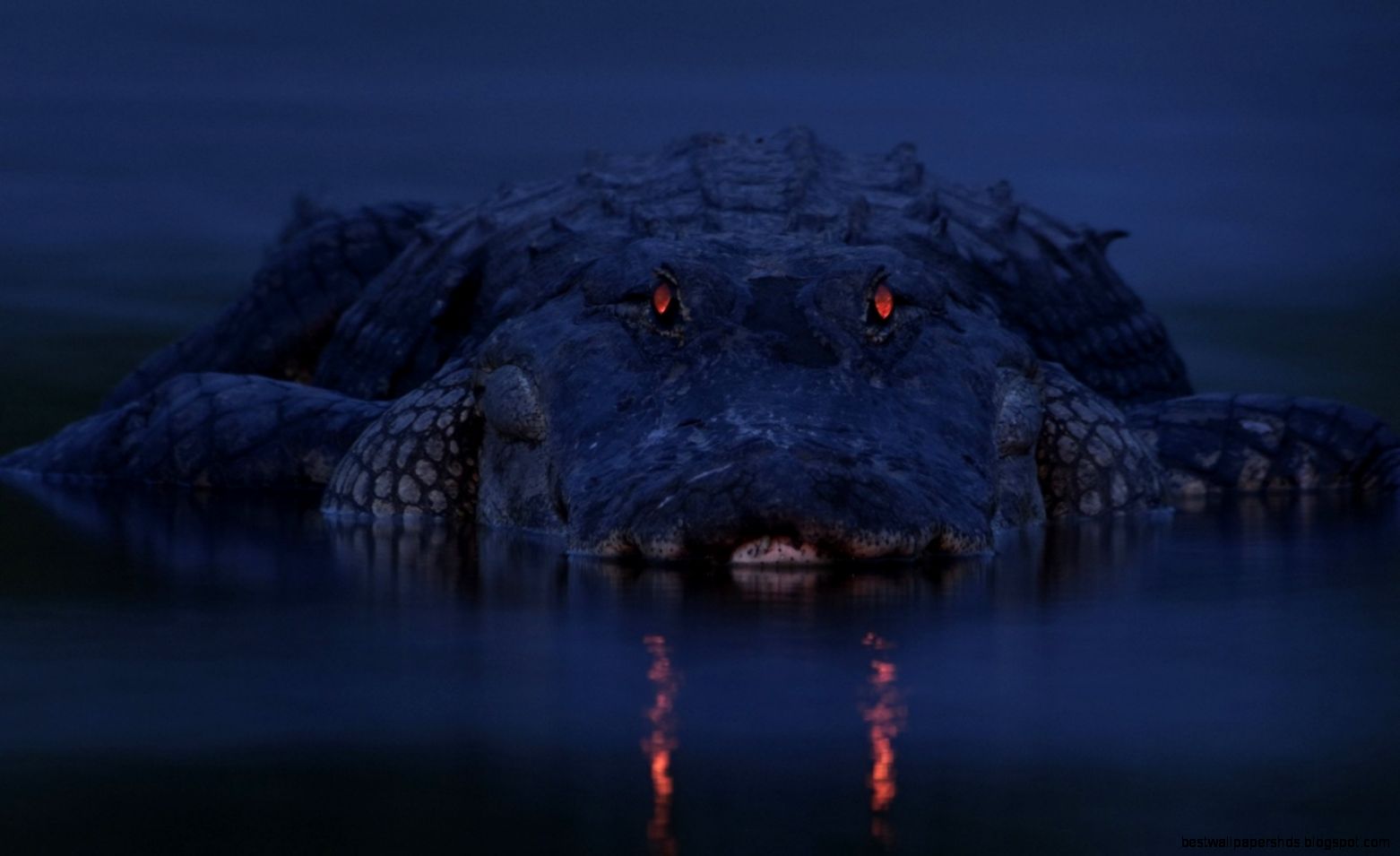 24 Alligator HD Wallpapers Backgrounds Wallpaper Abyss 24 Alligator HD Wallpapers Backgrounds Wallpaper Abyss