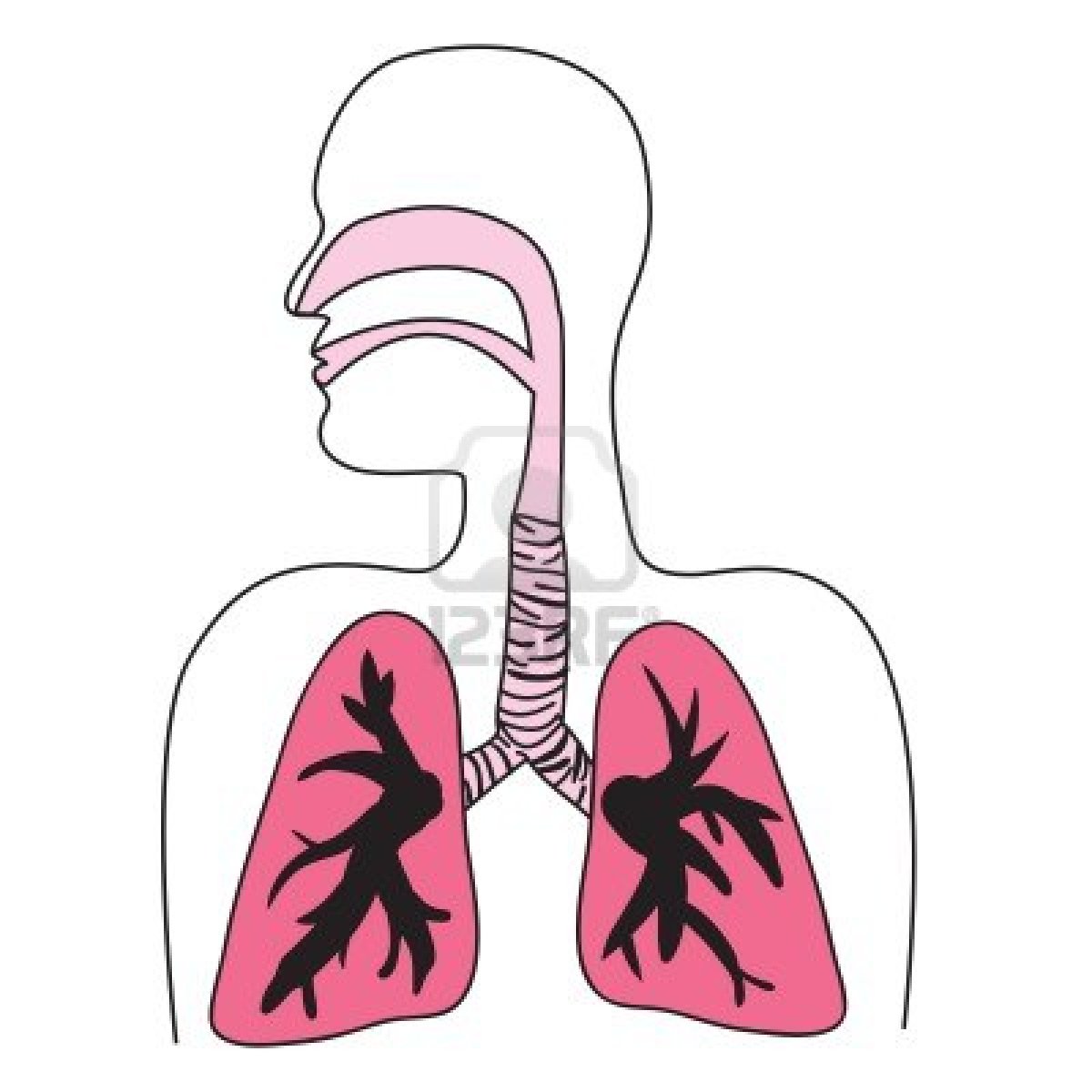 Лёгкие органы дыхания человека рисунок