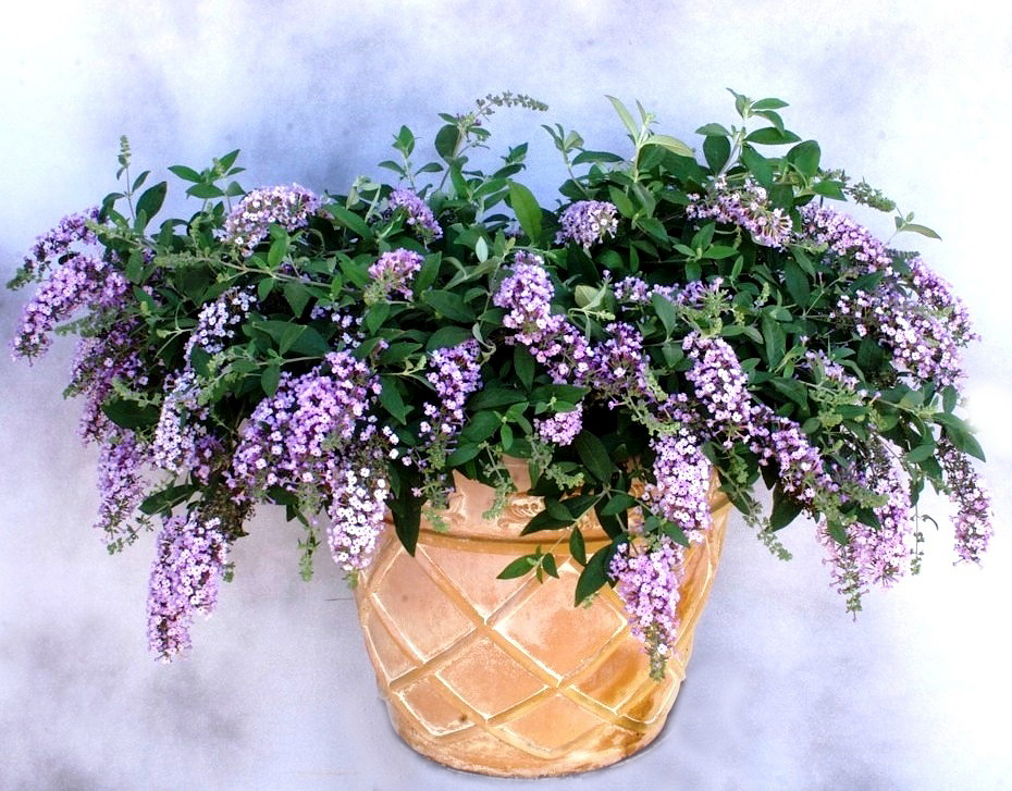 Orange Explains It All Butterfly Bush Versus Native Hyssop In