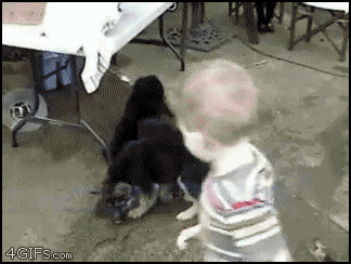 Animals vs kids (40 gifs), animals being jerks gif, kid getting swarm by a litter of puppies