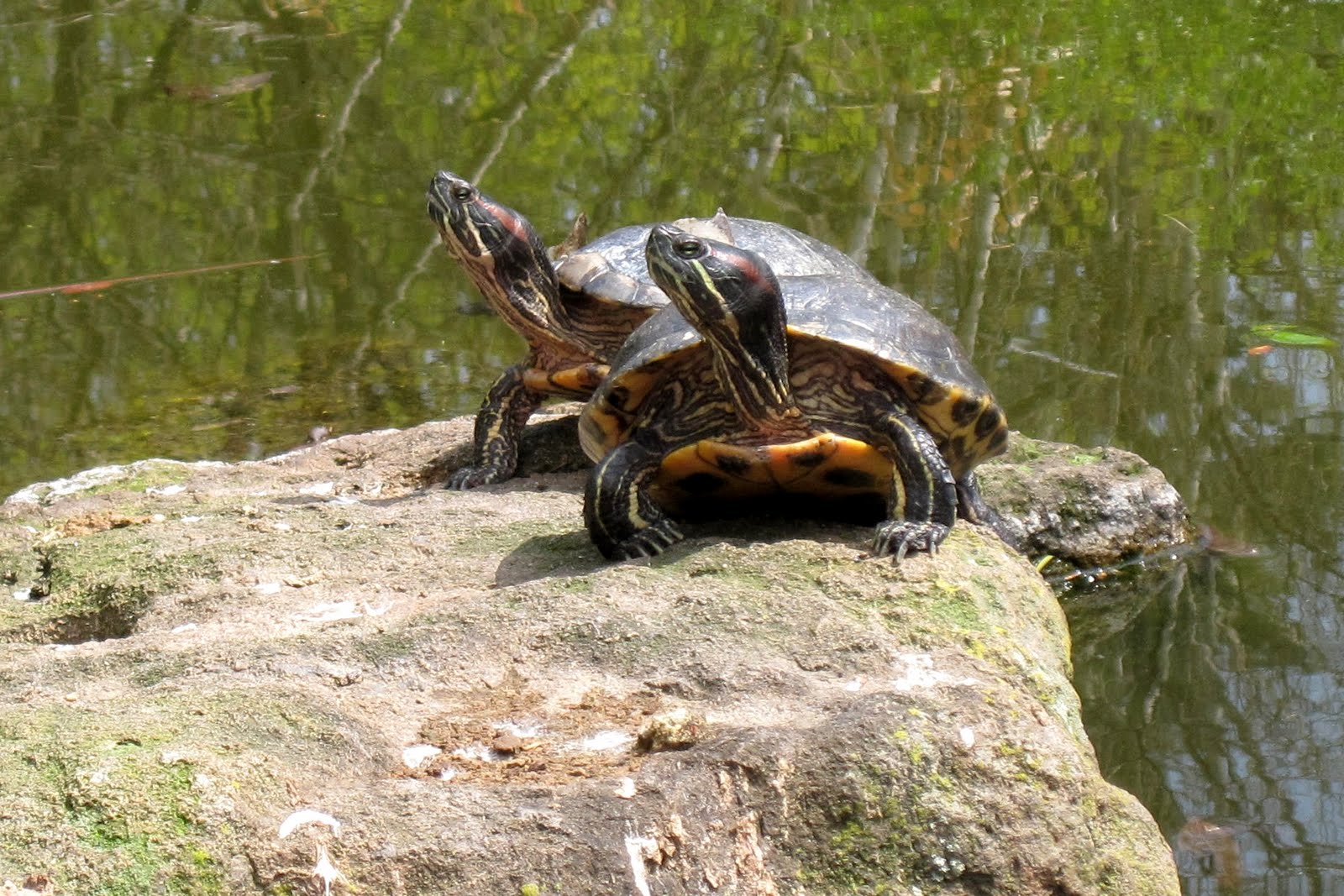The Beans Elmwood Park Zoo