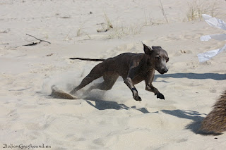ABIGAIL Pustynny Wiatr Italian Greyhound