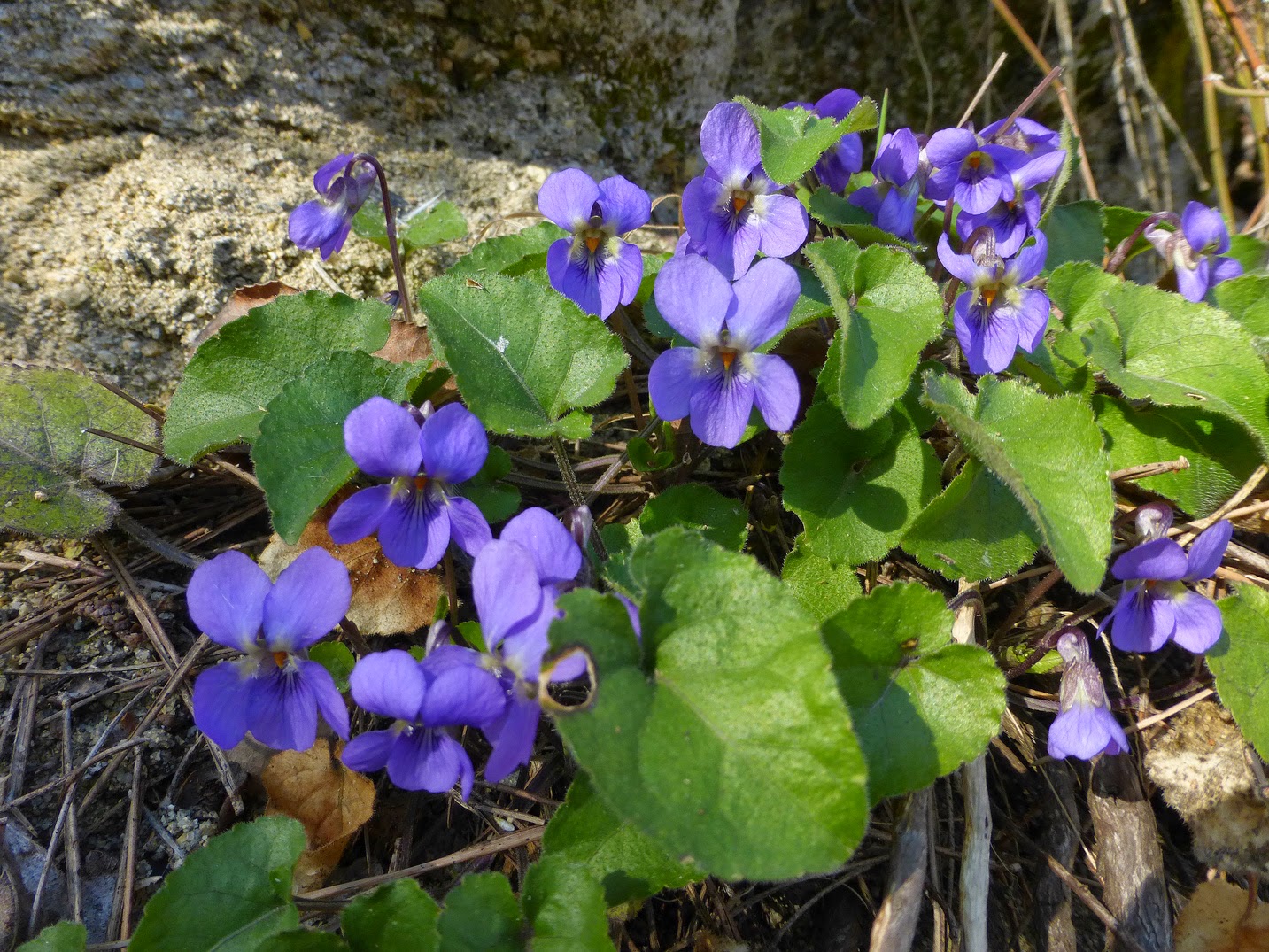 rocayflor botánica en el río Vero Viola alba subsp. dehnhardtii