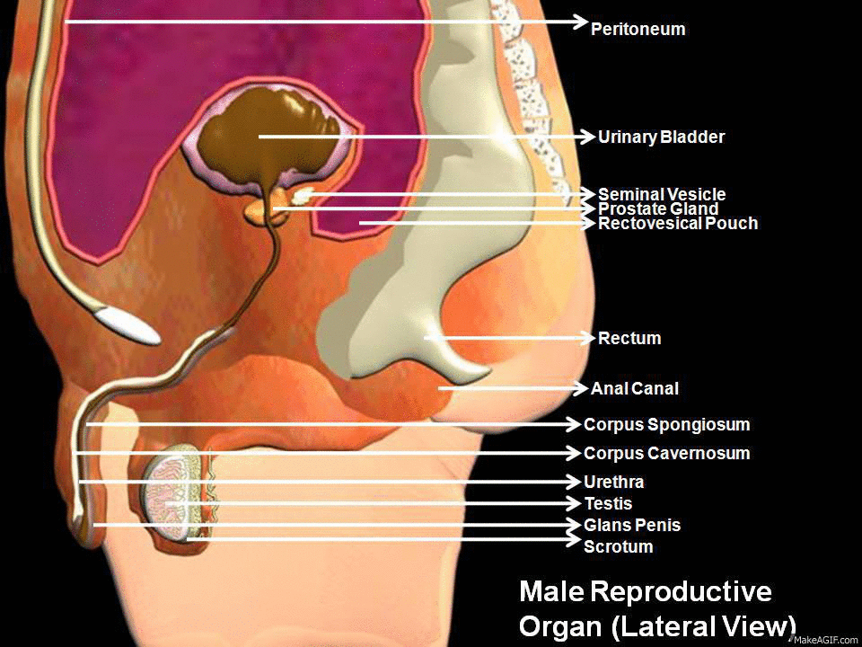 Subhaditya InfoWorld: Human Male Reproductive Organs