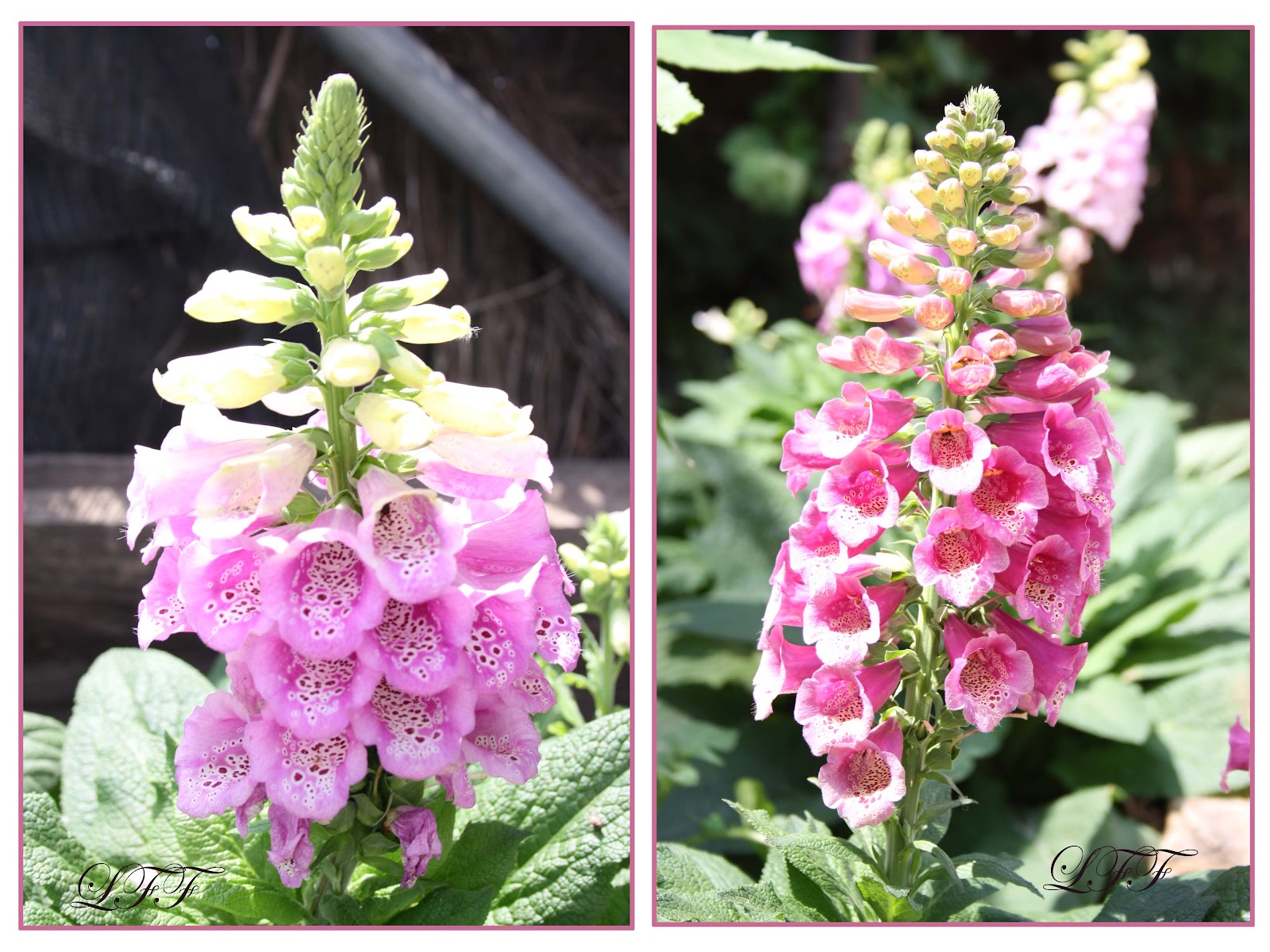 Pensando Jardines: PACIENCIA