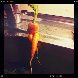 Carrot capture by Litløy Fyr family