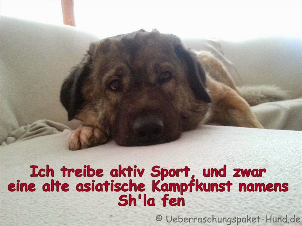 Überraschungspaket Hund ein Hundeblog der zeigt, wie unterschiedlich