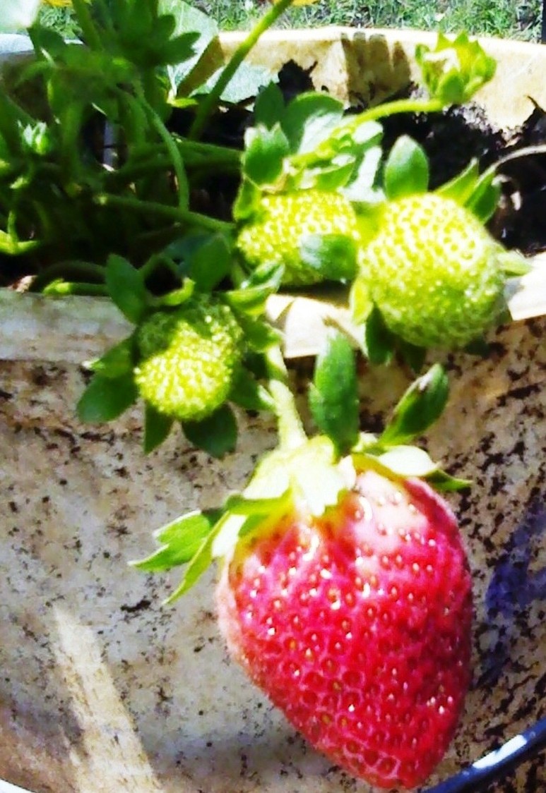 Lucrative strawberries farming in Kenya AgroEnvironment Initiative