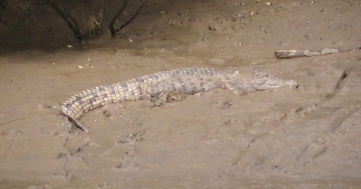 sunshinecoastbirds In Search of the Mary River Saltwater Crocodile, by