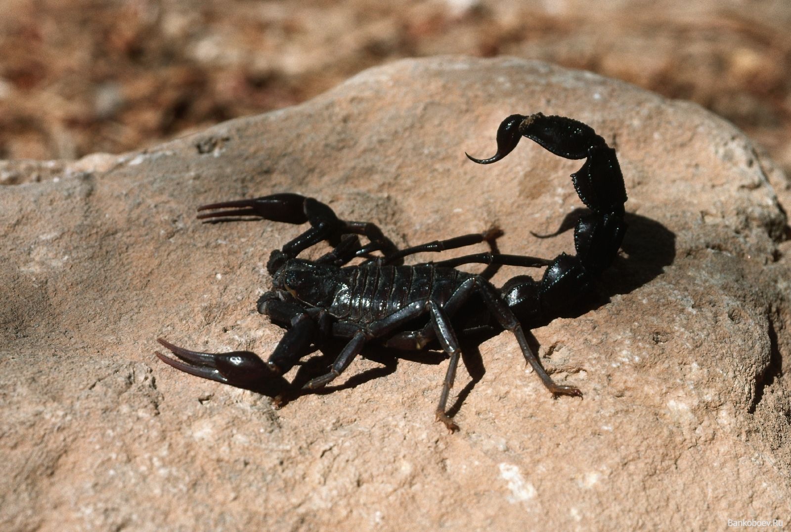 Beautiful Wallpapers for Desktop: Scorpion wallpapers hd