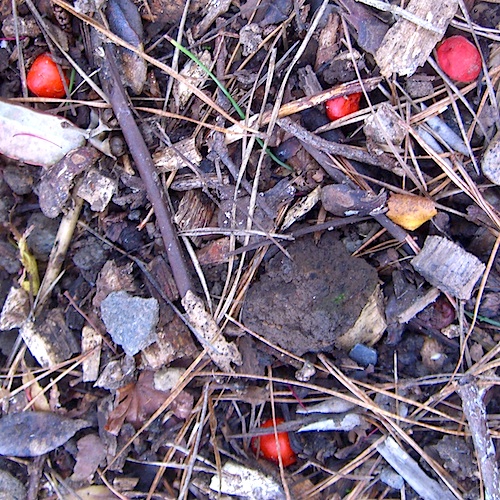 Theobrominated Season of mists and mellow fruitfulness trufflelike fungi