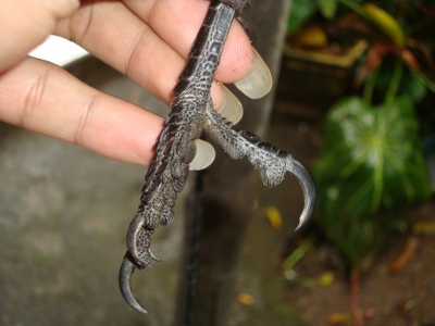 Pasar Hewan Online Phone 081555623387 Jual Burung Gagak Hitam