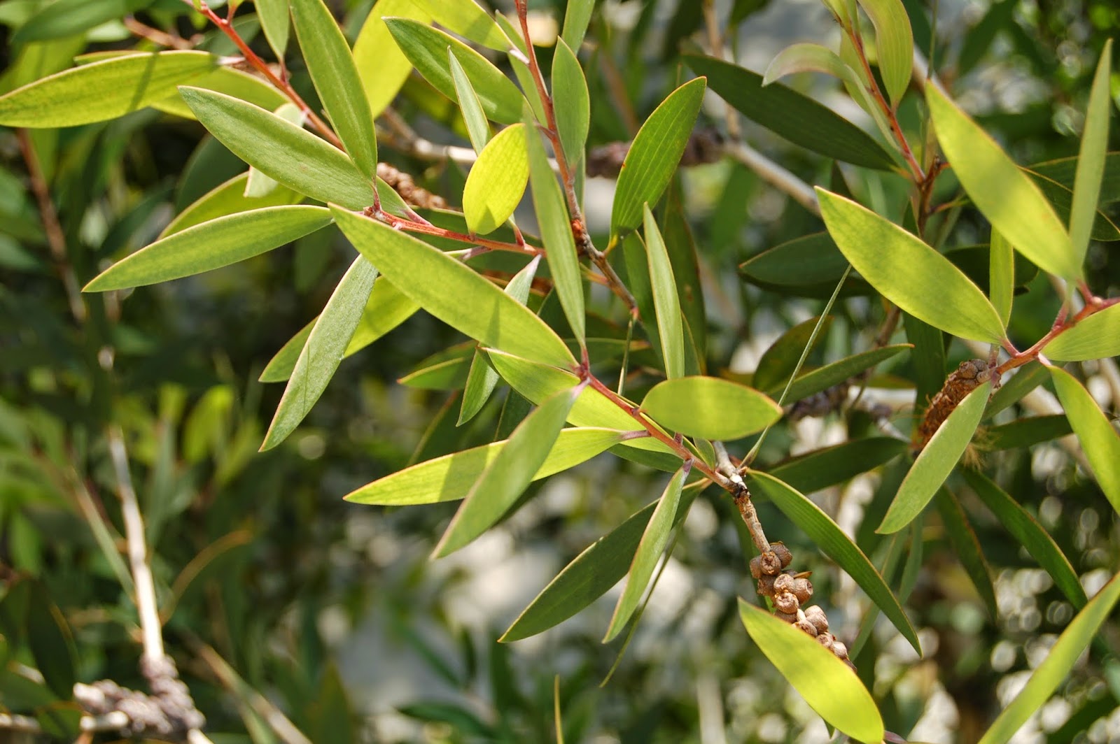 Phân biệt các loại cây tràm hiện có ở Việt Nam | Lamchame.com ...