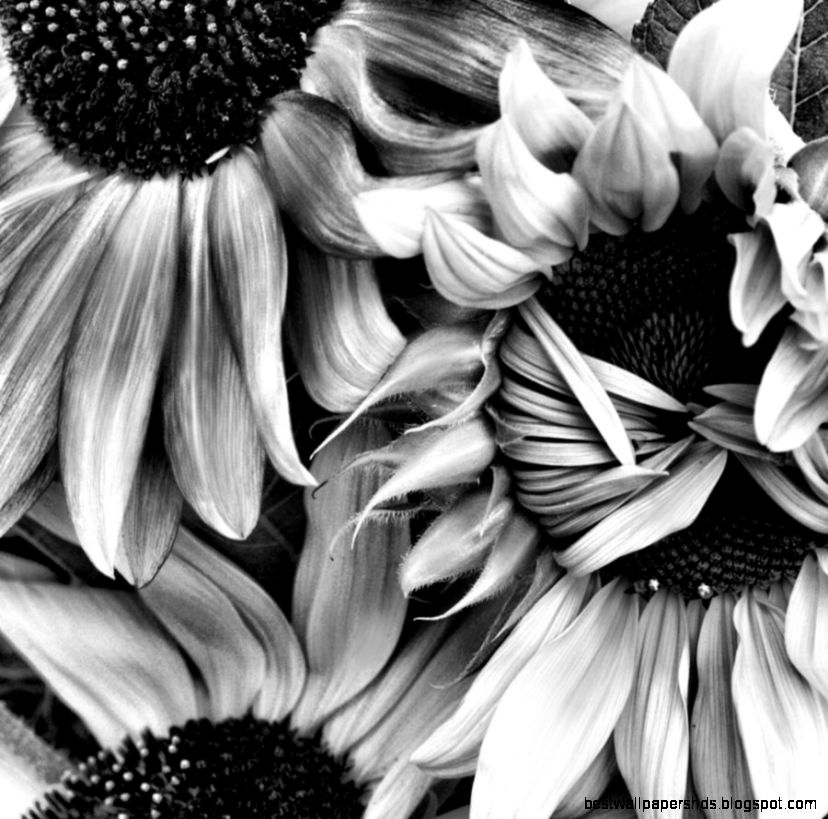 Timid Sunflower In Square Black And White by Sally Bauer Timid Sunflower In Square Black And White by Sally Bauer