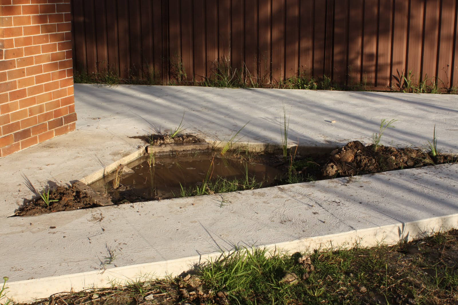 Chookie's Back Yard: Bog Garden Planted