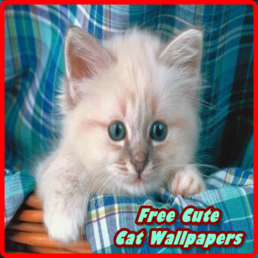 Free Hot Cute Cat Wallpapers
