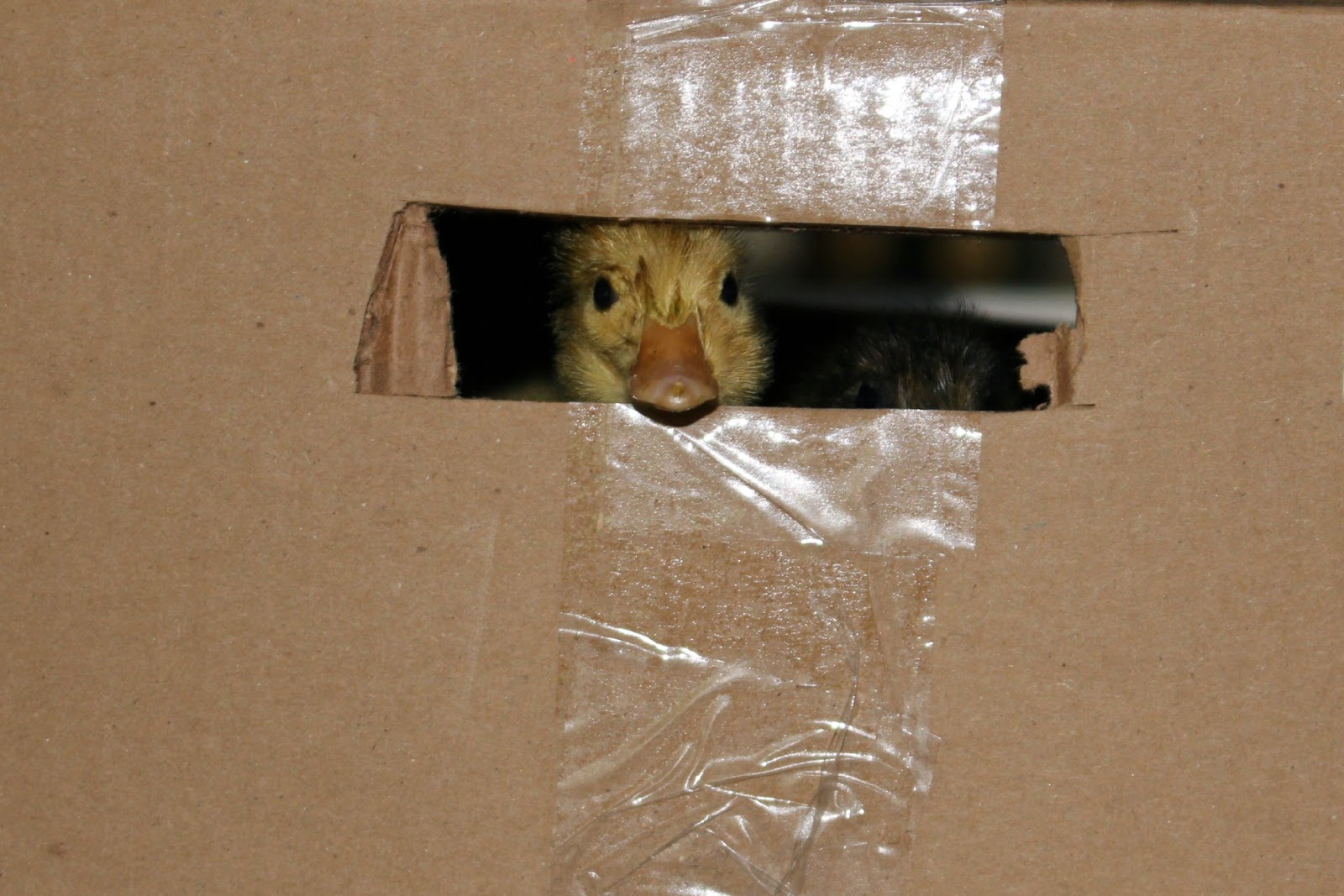 A box full of ducks Farm Girl