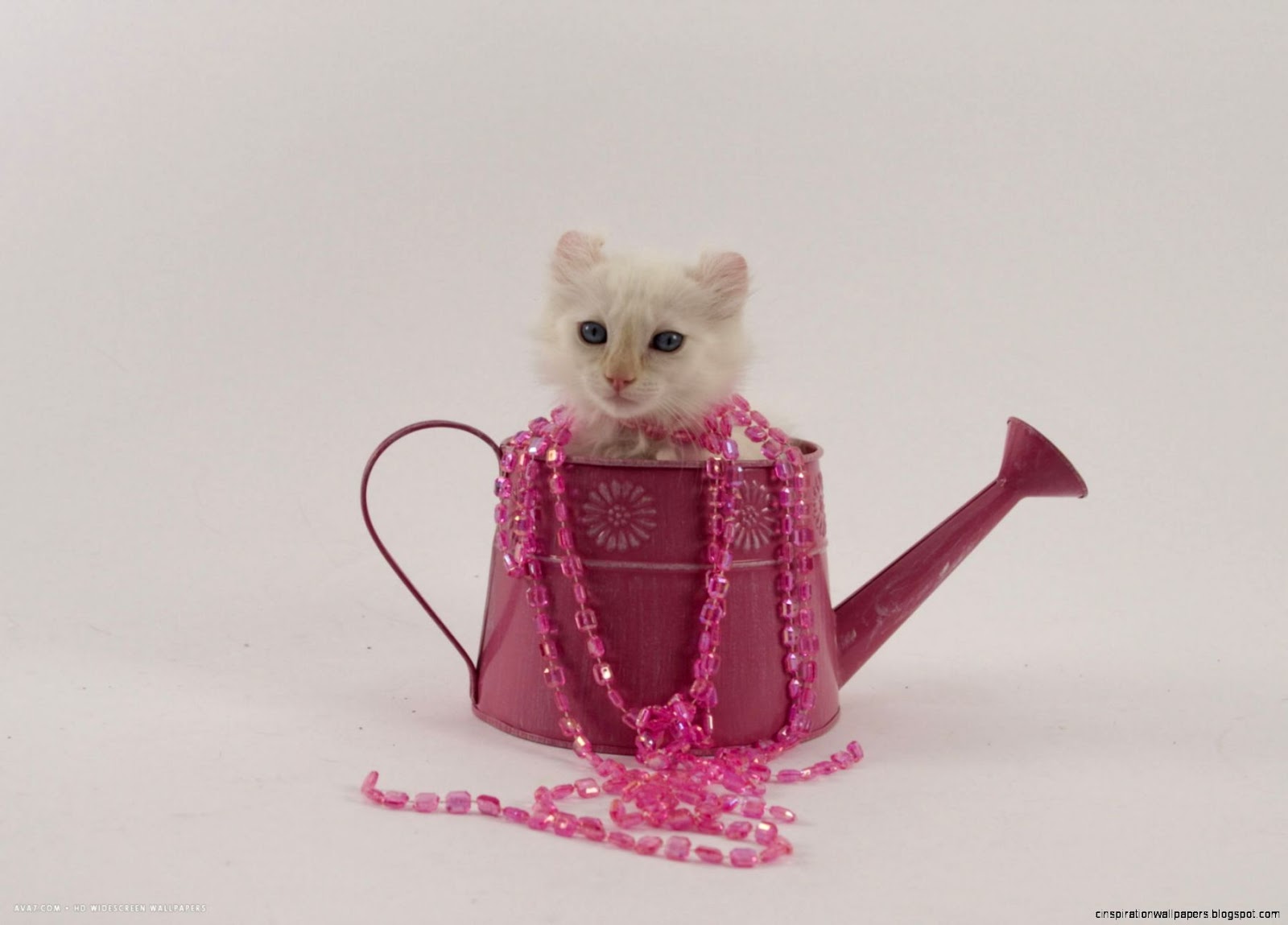 american curl 57 american curl cat hd widescreen wallpapers american curl 57 american curl cat hd widescreen wallpapers