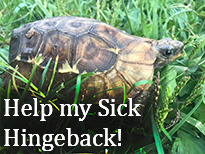 Sick Hingeback? We can help!
