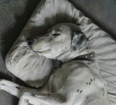 sleeping, dog, dalmatian