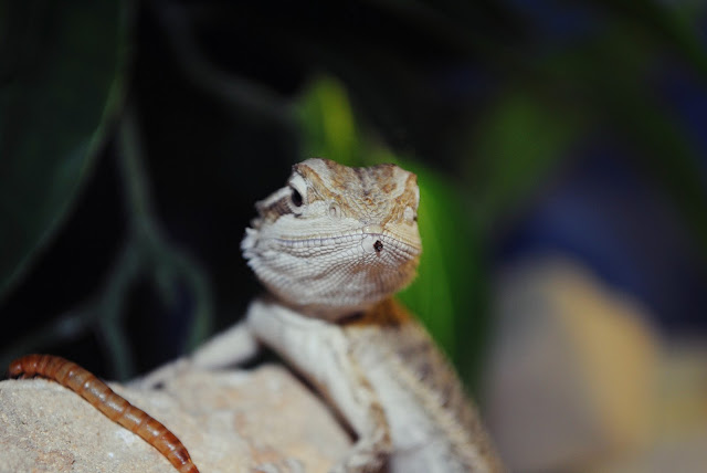 DSC_1723.JPG