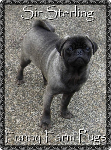 pugs for sale in illinois pin pug for sale pugs elgin illinois on pugs for sale in illinois pin pug for sale pugs elgin illinois on