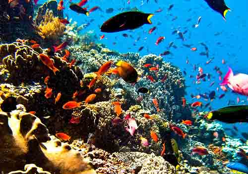Top 10 The Best Dive Sites In Southeast Asia Top 10 The Best Dive Sites In Southeast Asia