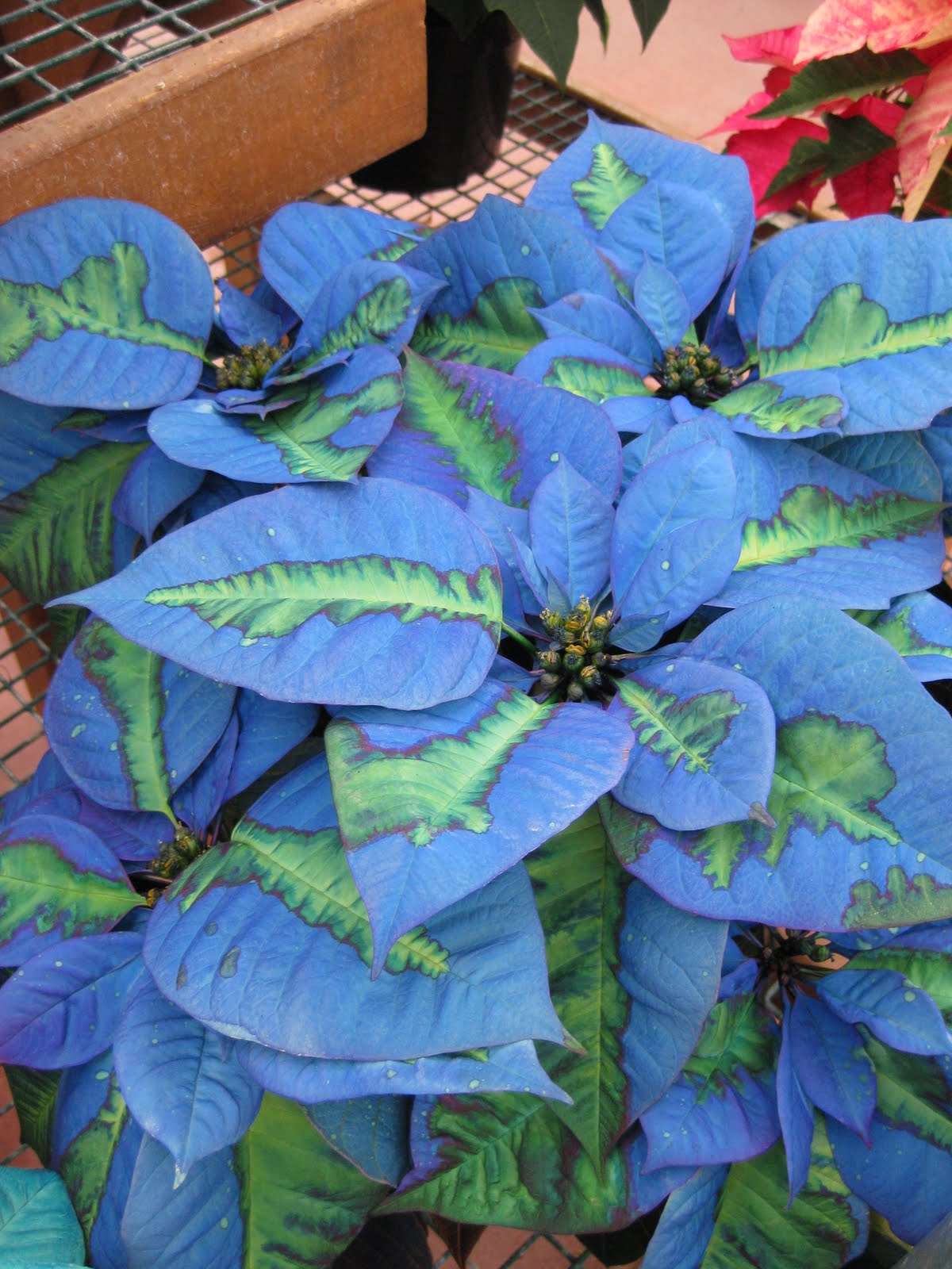 Rotary Botanical Gardens Hort Blog Poinsettias Revisited
