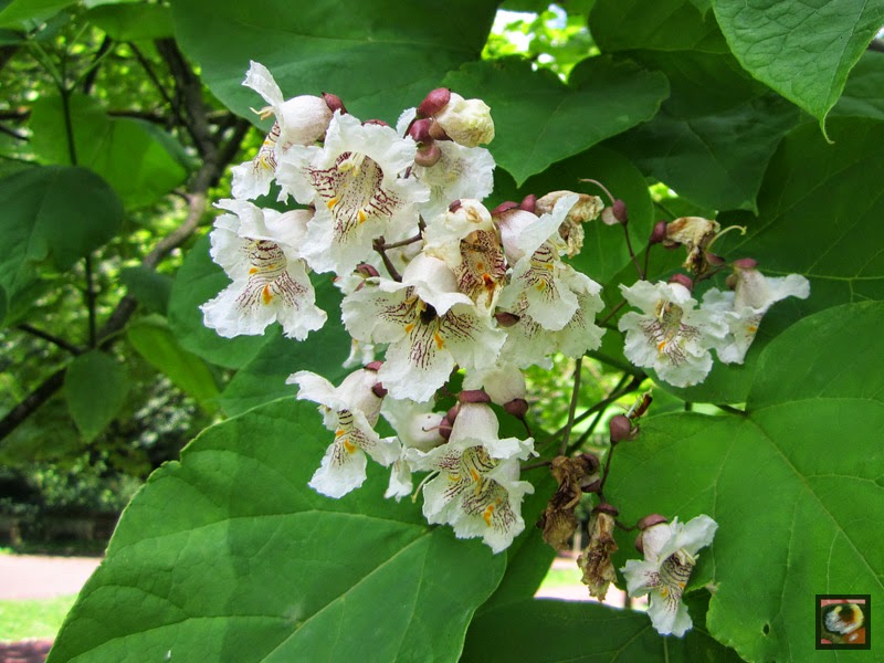 Catalpa bignonioides Catalpa bignonioides