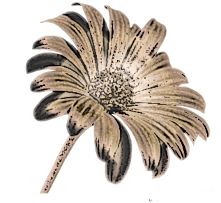 ZOOM DISEÑO Y FOTOGRAFIA: 30 flores vintage,png ...