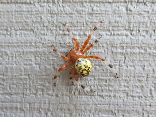 Marbled Orb Weaver 1, Sunday, August 30, 2015, 5:58:20 PM