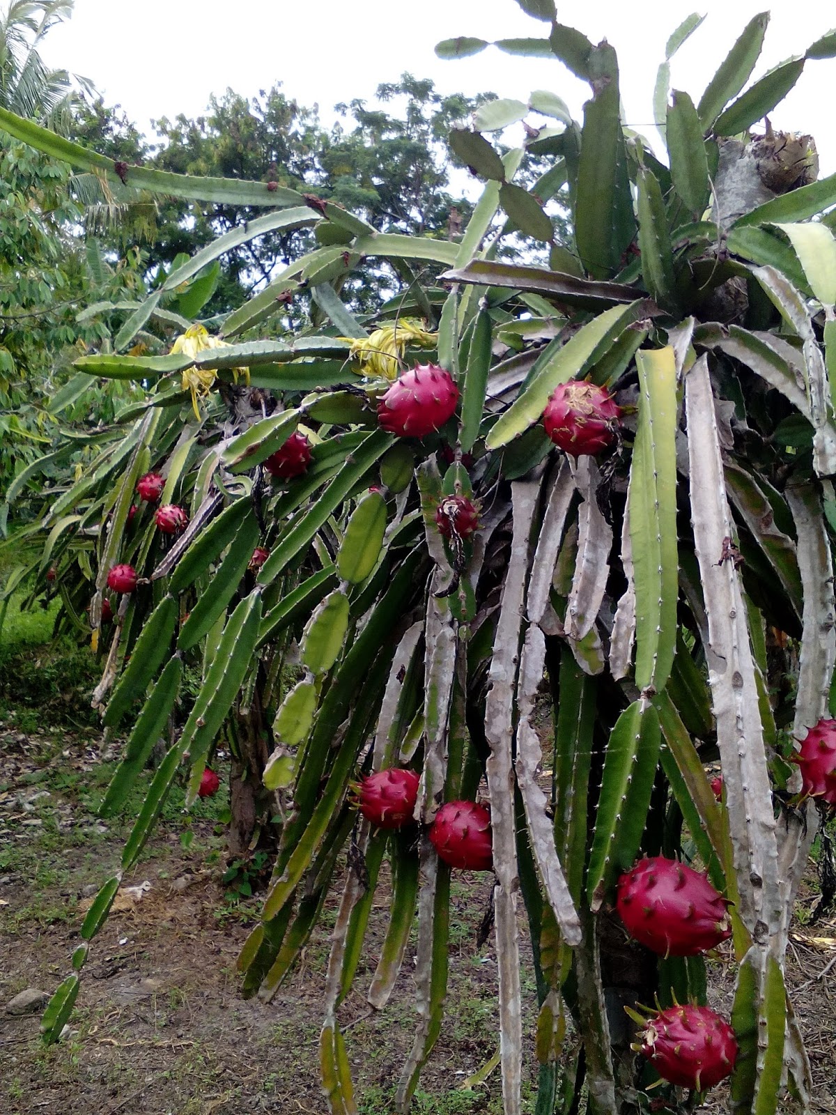 Intan Nur Permadi Sari: SABILA FARM KALIURANG YOGYA
