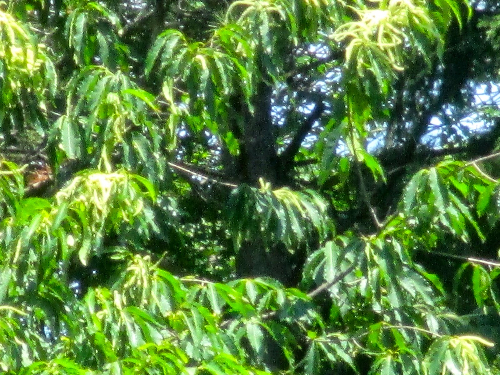 Art's Bayfield Almanac BAYFIELD'S RARE AND ENDANGERED AMERICAN