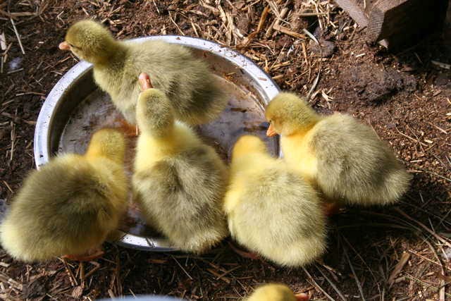 Metzer Farms Duck and Goose Blog: Sebastopol Geese Hatching and Raising
