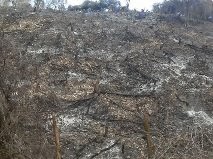 Depredación en la Sierra de Bahoruco y Reserva de BiósferaJaragua