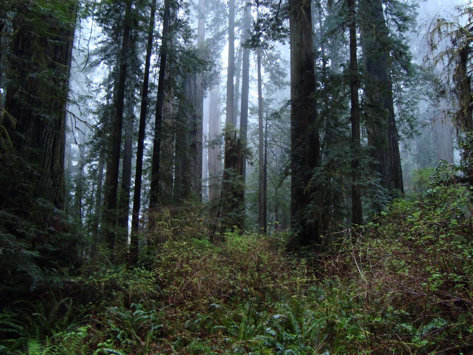 Download this Misty Slippery Dripping Beautiful Forest picture