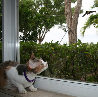 How I Feed My Cat Lots Of Tasty Food How I Feed My Cat Lots Of Tasty Food