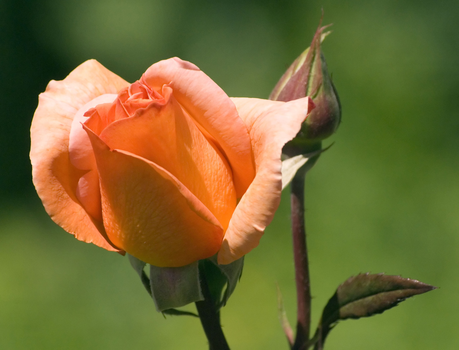 LAP TOP VALLEY: Orange Roses - Wallpaper