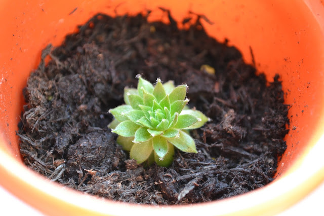 Baby Succulent