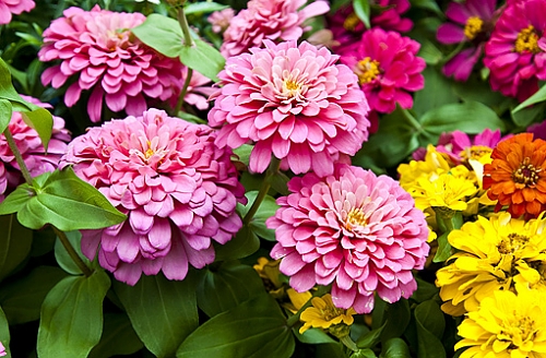 Sunpatiens É Flor De Sol Pleno E Aguenta Calor - Minhas Plantas